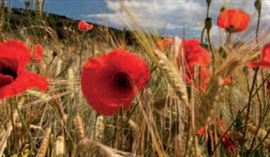 Estación de Vuelo Libre de El Zarzalón (Berja)