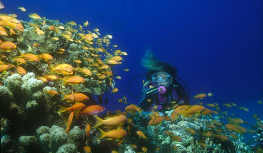 Buceo La Herradura