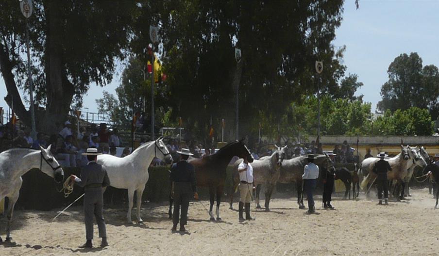 Equisur