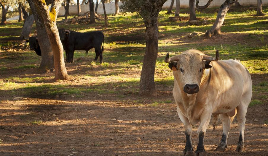 Toro ensabanado