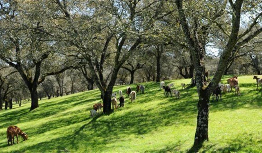 Finca Montefrío