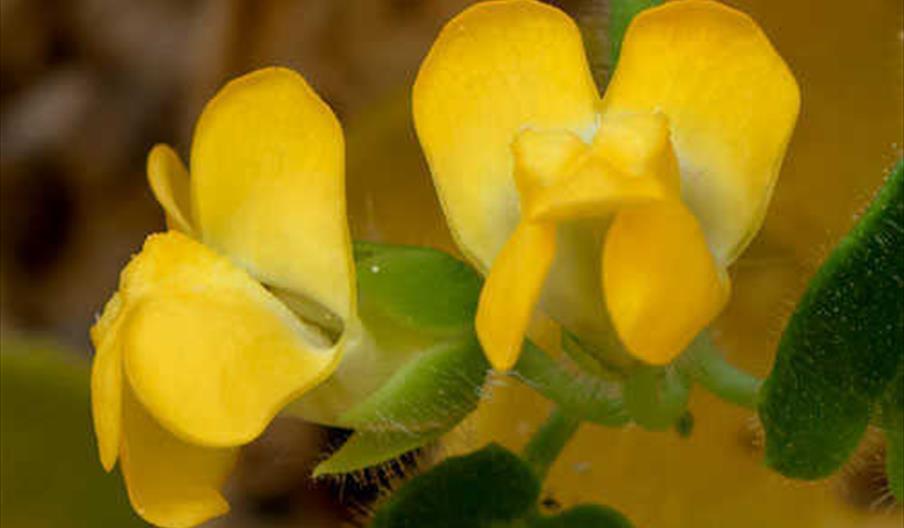 AlmeriNatura