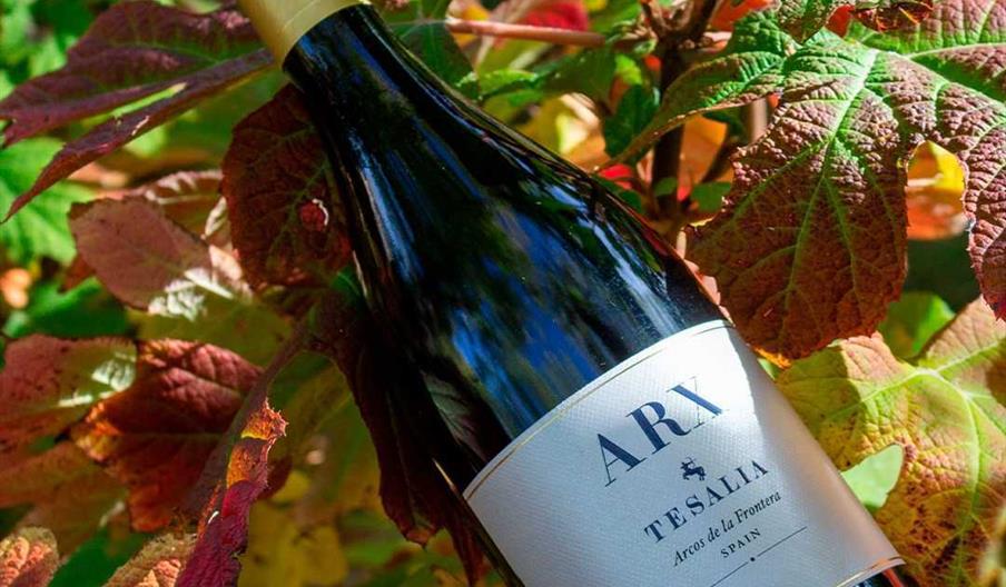 Bodega Tesalia