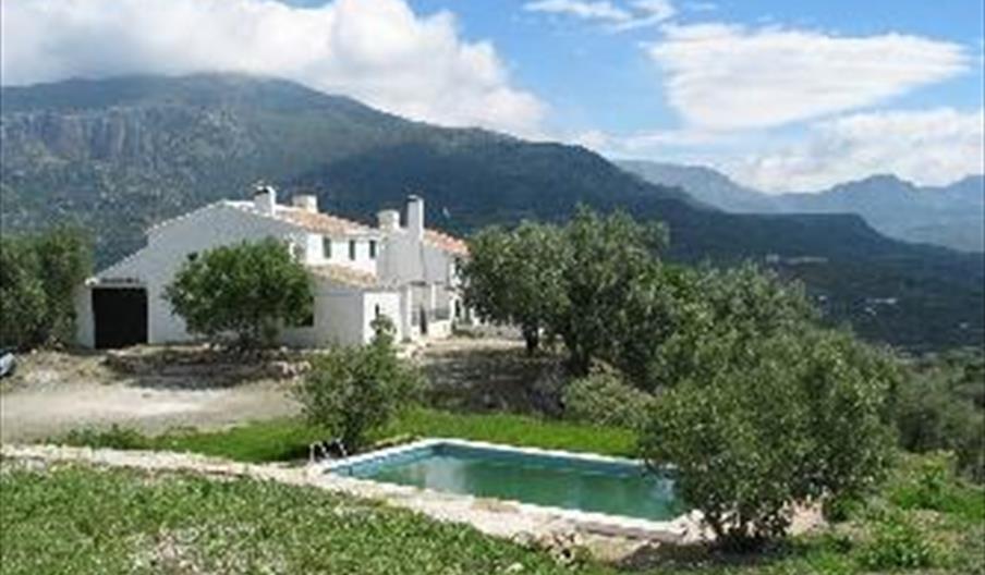 Olivar y Olivo