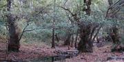Parque Natural de Despeñaperros